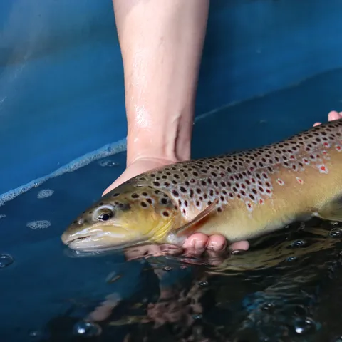 Ein Mensch hält eine Bachforelle mit beiden Händen behutsam im Wasser. Der Fisch hat eine goldbraune Färbung mit zahlreichen schwarzen und roten Punkten. Das Wasser ist leicht bewegt, und im Hintergrund ist der blaue Rand eines Beckens zu sehen.